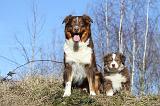BERGER AUSTRALIEN - ADULT & PUPPY 037